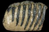Partial Southern Mammoth Molar - Hungary #111884-2